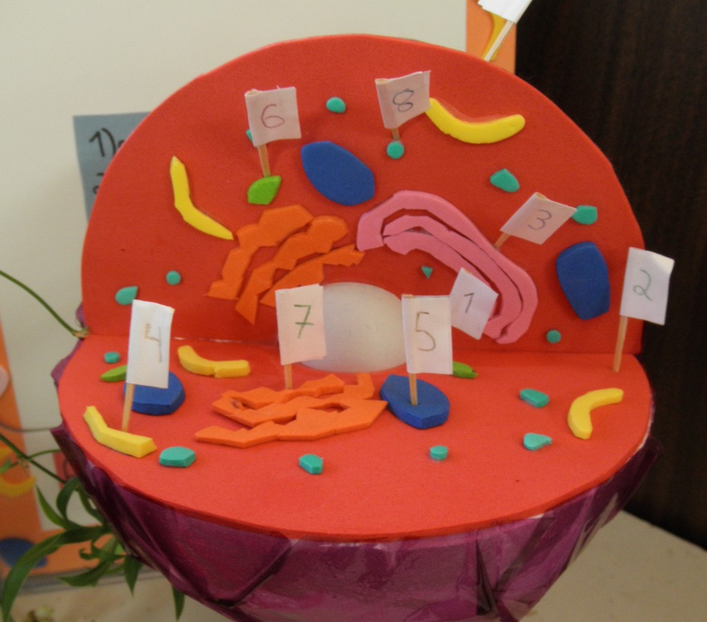 Cell Models | Ms. Rosen Reads