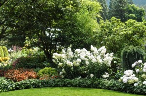 White hydrangeas